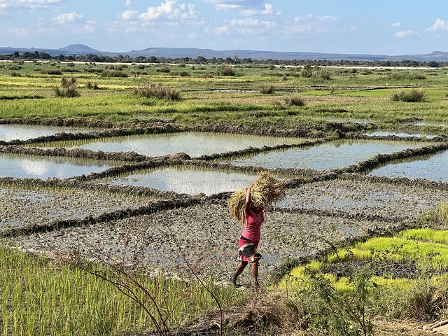 Mujer en un arrozal de Madagascar