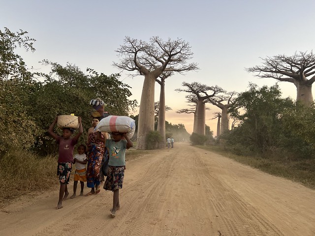 Imagen de la Avenida de los Baobabs en Madagascar