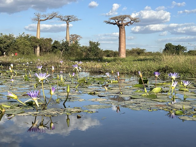Lago de nenúfares con baobabs al fondo