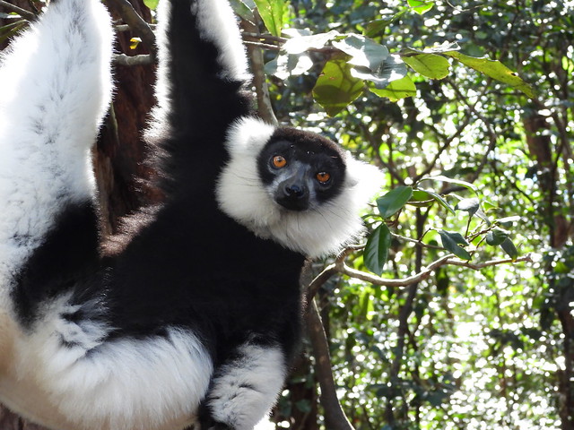 Lémur sifaca de Coquerel
