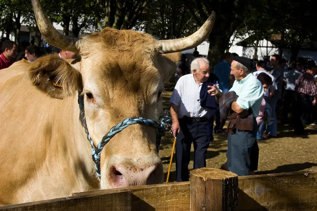 Feria de ganado, Elizondo. Por: Turismo de Navarra