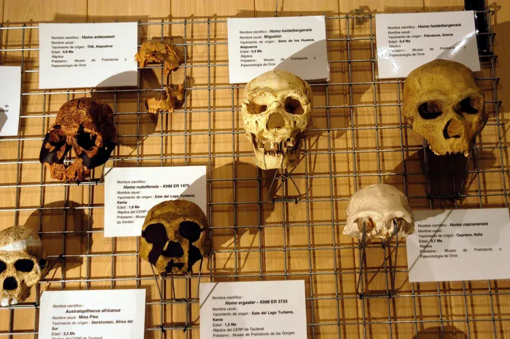 Cráneos del Museo Primeros Pobladores de Europa. Por Paco Ayala.