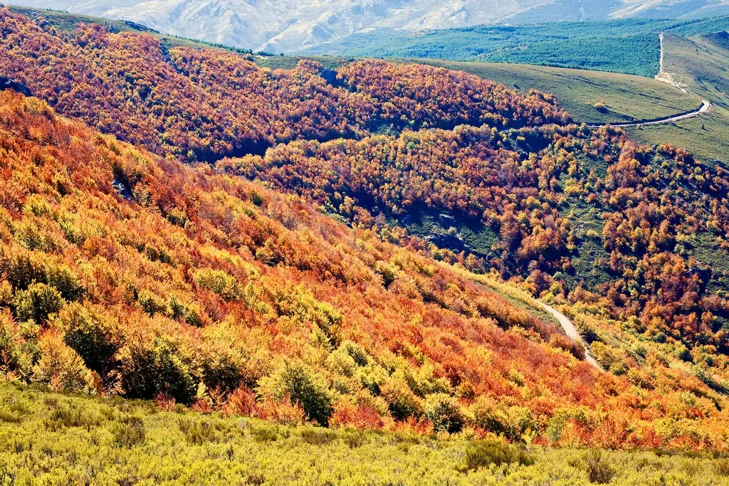 Hayedo de la Pedrosa, Segovia. Por ABUELO RAMIRO