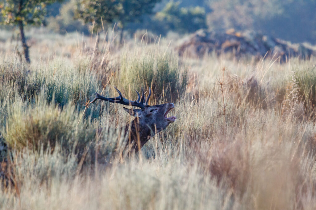 Macho de ciervo berreando en la sierra de la Culebra (Zamora).
