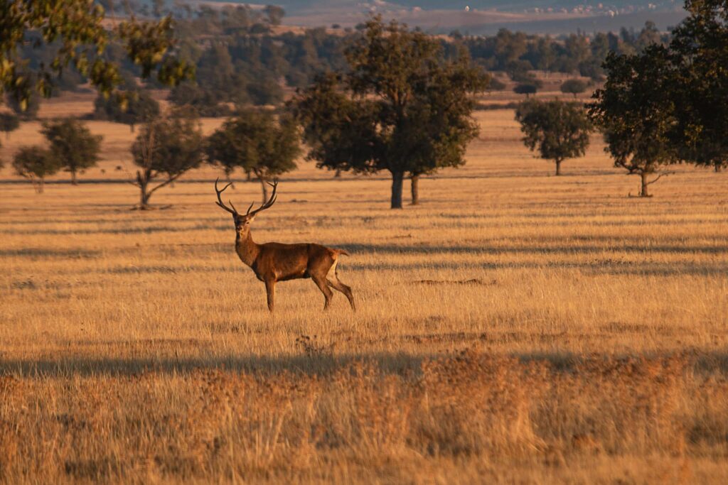 Parque Nacional de Cabañeros (Ciudad Real y Toledo).