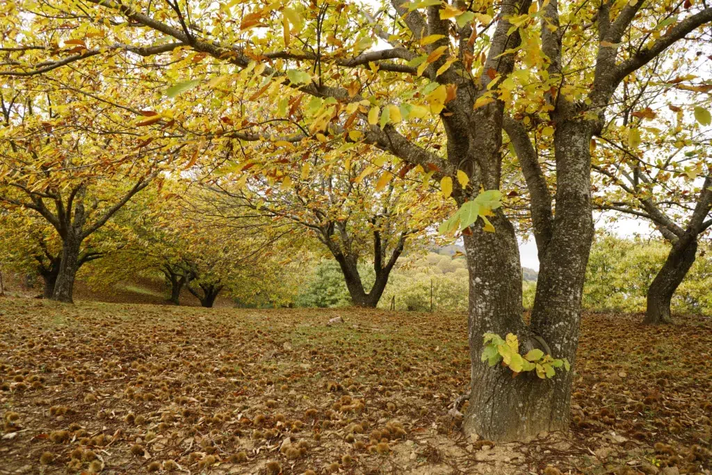 Otoño en el bosque de Cobre. Por jaime.
