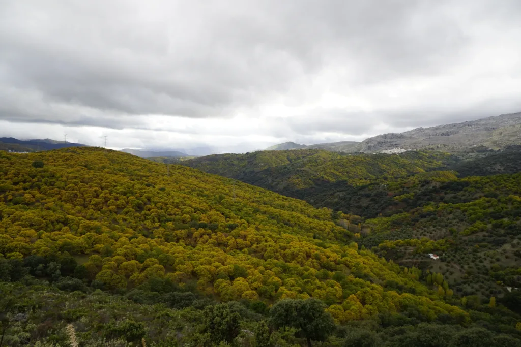Vista del los castaños en el valle del Genal. Por jaime.
