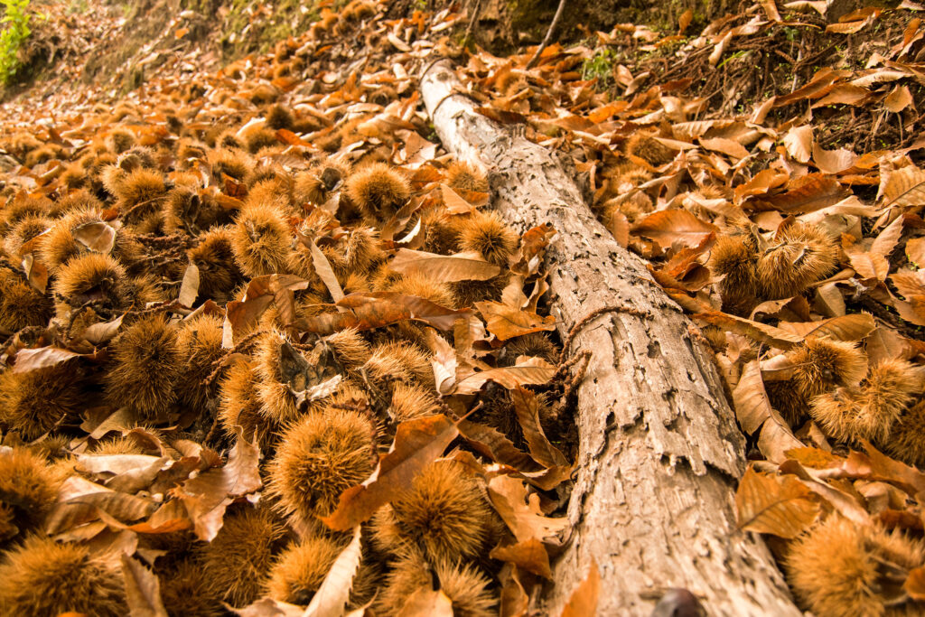 Castañas en el bosque de Cobre. Por josemagomez.