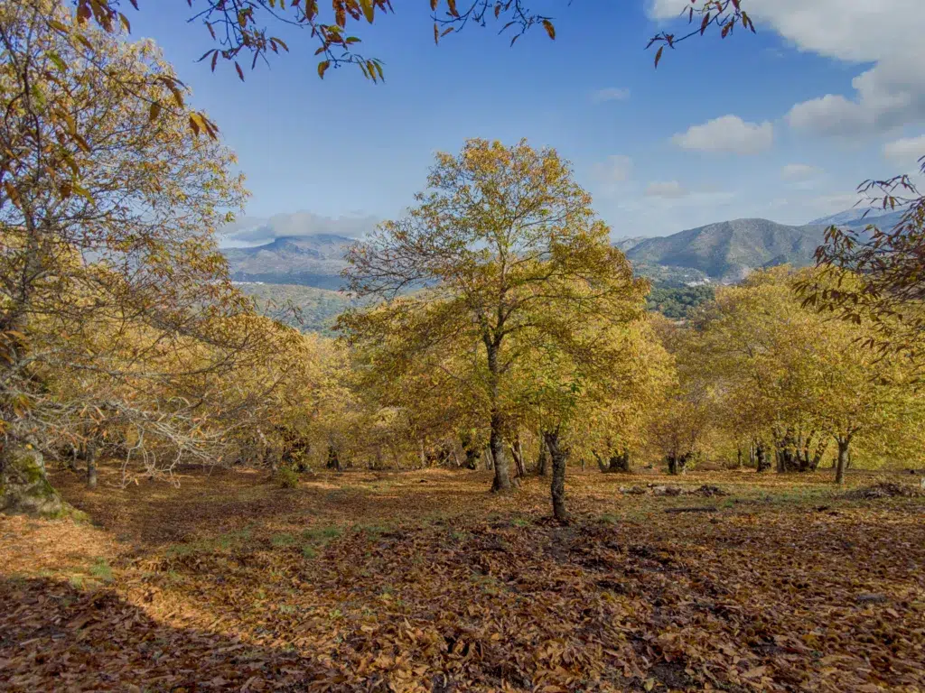 Bosque de Cobre en la Serranía de Ronda. Por Antonio ciero.