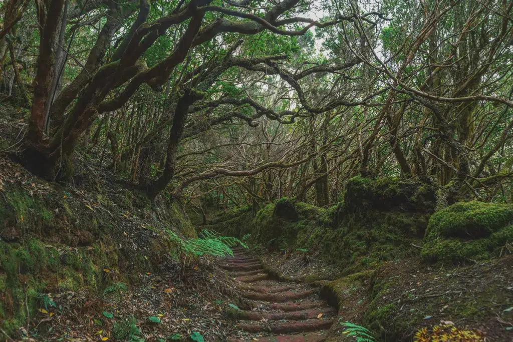 Parque Natural Anaga, Tenerife