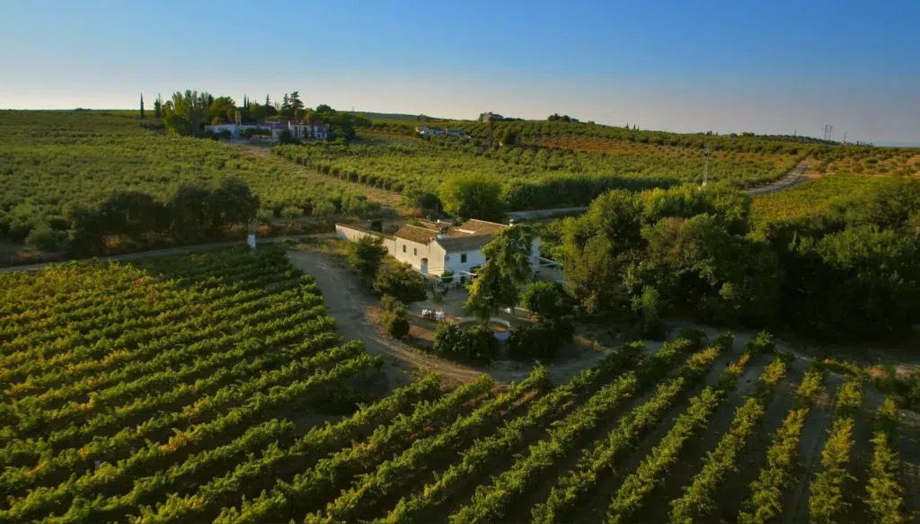 Casas rurales para participar en la vendimia: finca Buytron