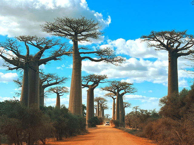 Avenida de los Baobab en Madagascar (Qué ver en Madagascar)