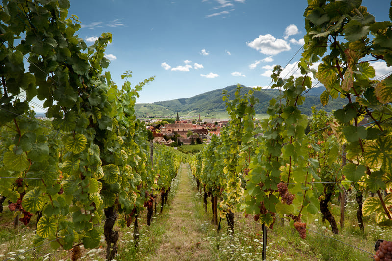 ruta vino que hacer en alsacia