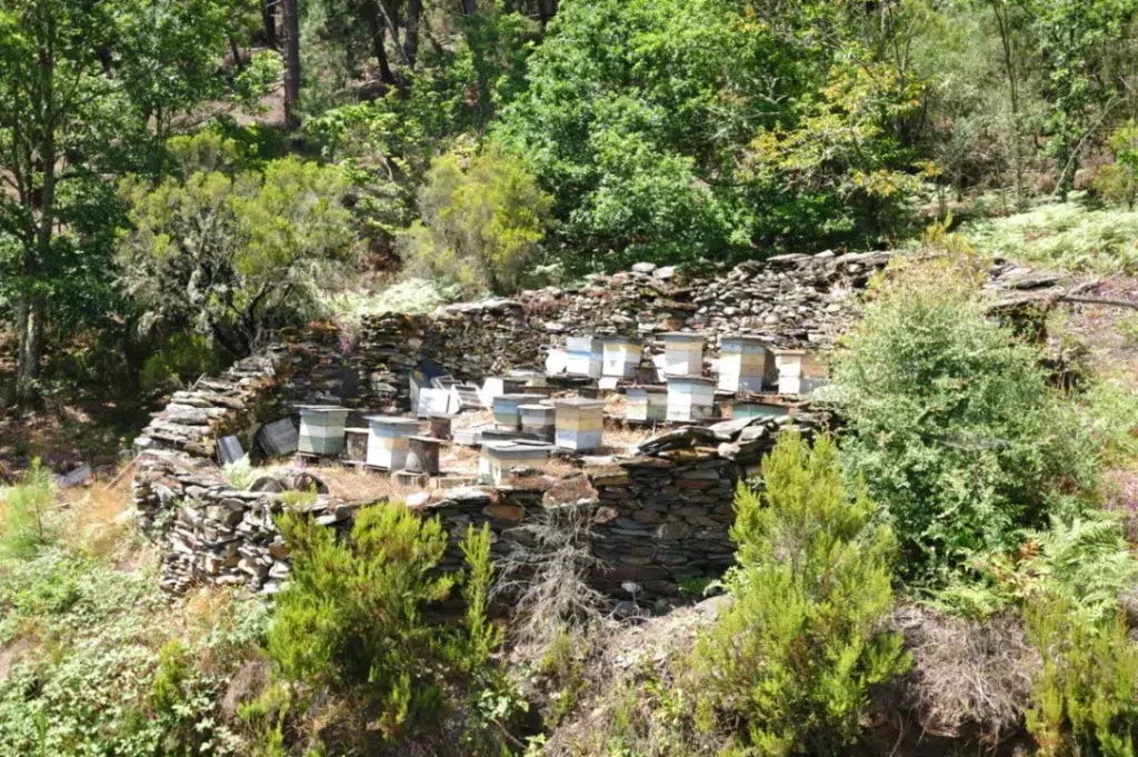 Colmenas en la ruta da Castaña e do Mel. Foto cortesía de Turismo de Ribeira Sacra.