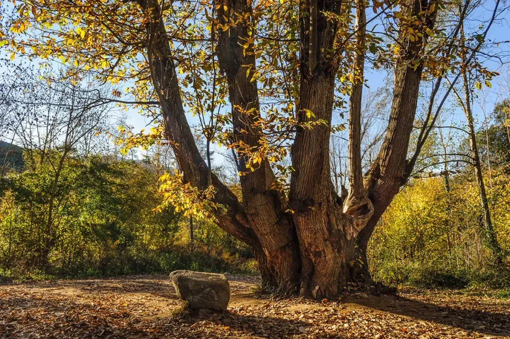 Castaño de las Nou Branques, en Viladrau (Barcelona).