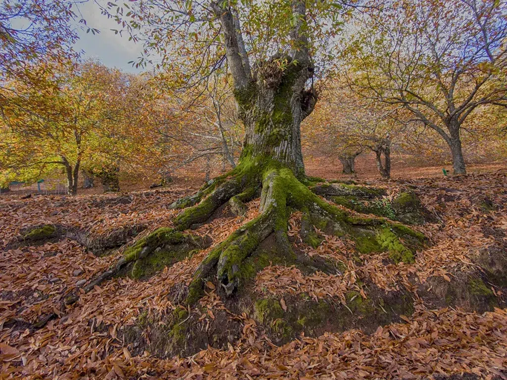 Castaño centenario en el Bosque de Cobre, en la Serranía de Ronda (Málaga). 