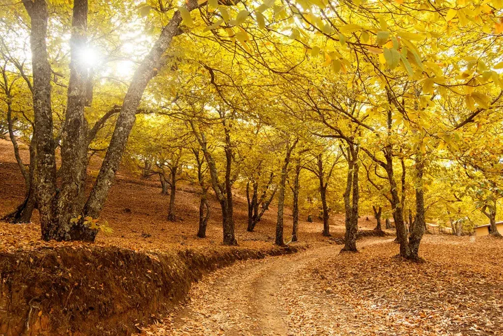 Bosque de Cobre, en la Serranía de Ronda (Málaga).