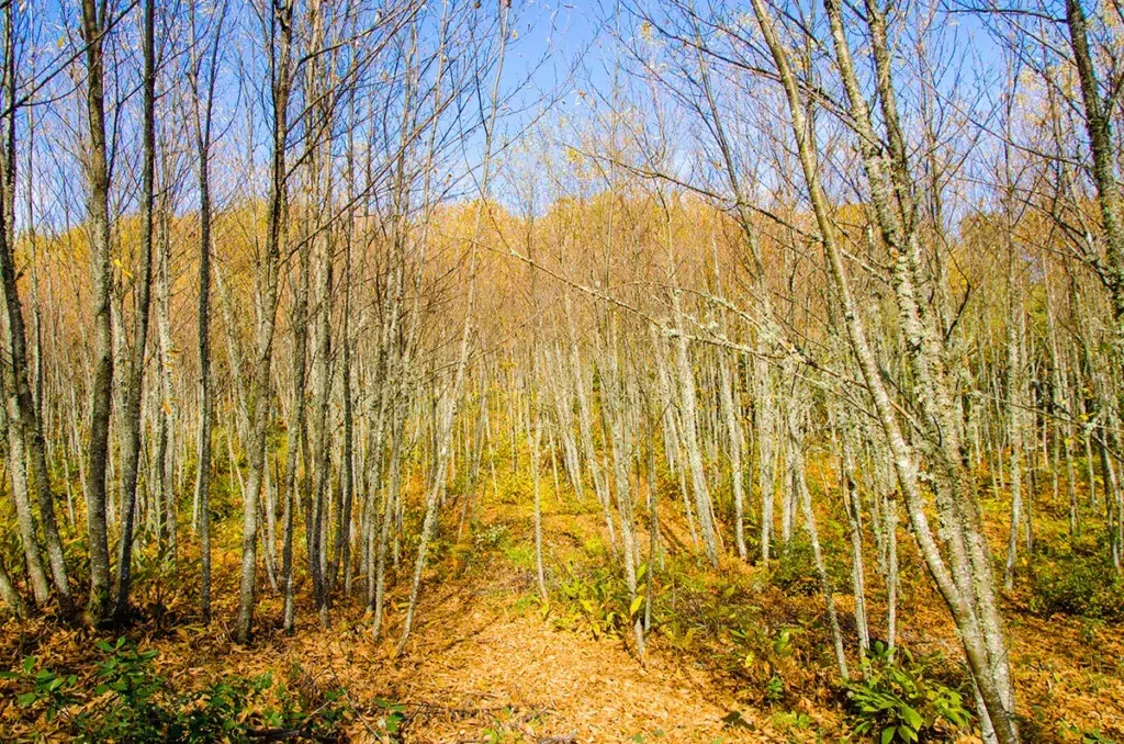 Sendero de los Castañares en Constantina (Sevilla).