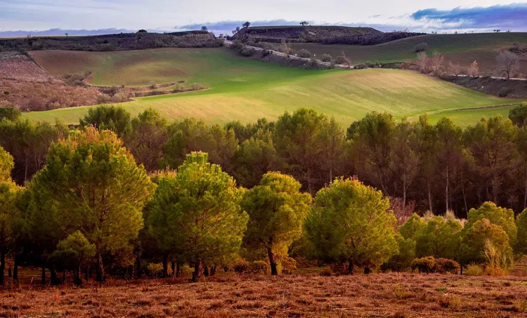 Entorno natural de Carranque (Toledo).