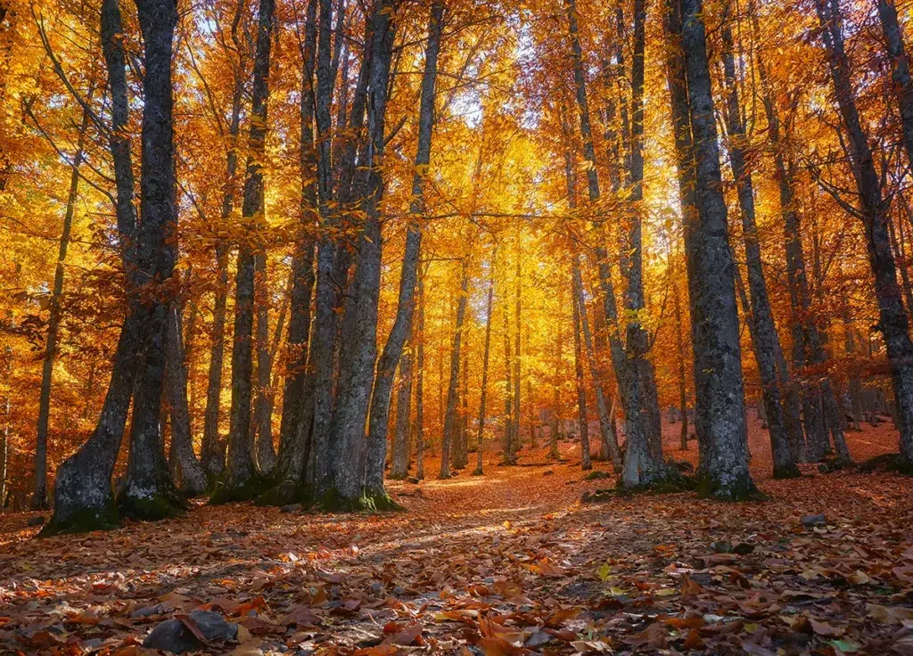 Castañar de El Tiemblo (Ávila) en otoño.