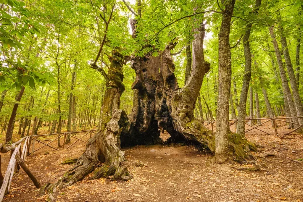 El Abuelo, ejemplar de castaño centenario del castañar de El Tiemblo (Ávila).