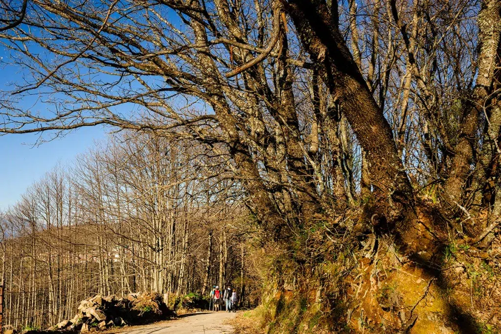Ruta de los Castaños en Casas del Castañar (valle del Jerte, Extremadura).