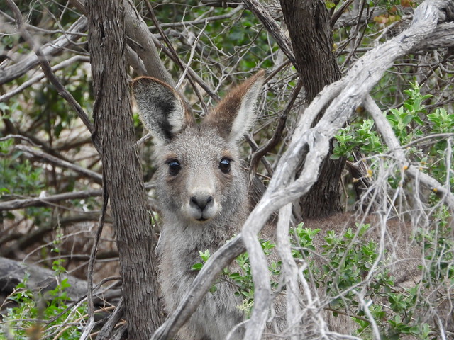 Cara de canguro en Australia