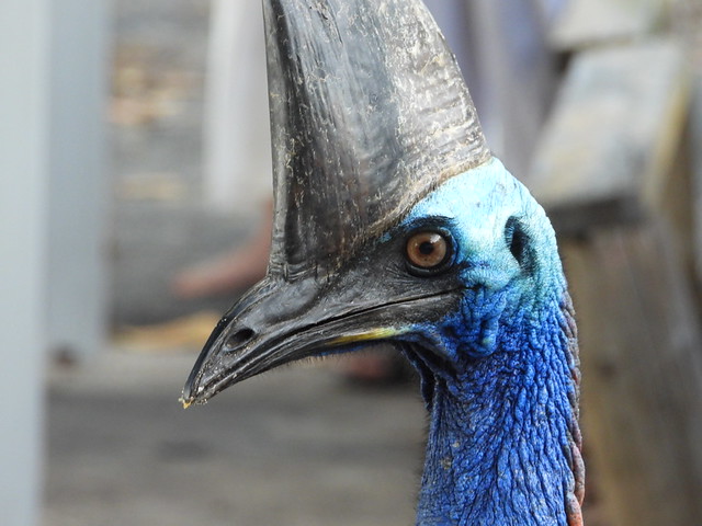 Cabeza de casuario en Australia