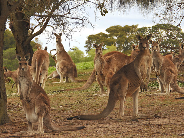 Canguros en Woodlands Historic Park junto a Melbourne (Australia)