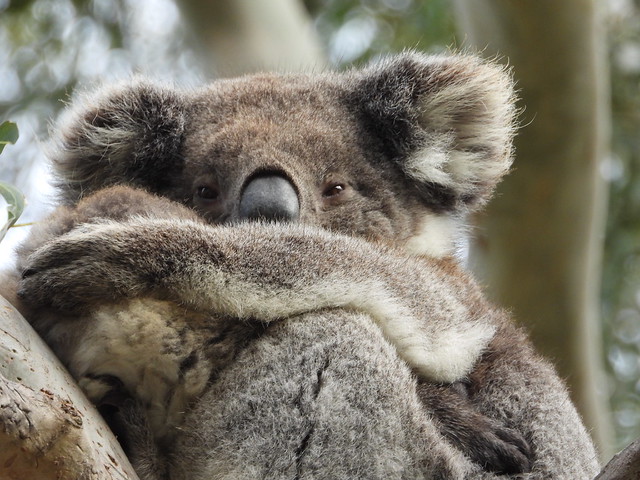 Koala en Great Otway National Park (Australia)