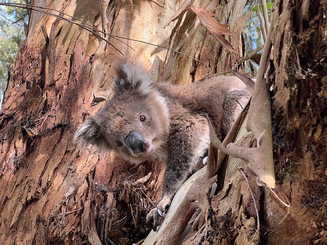 Koala en Australia