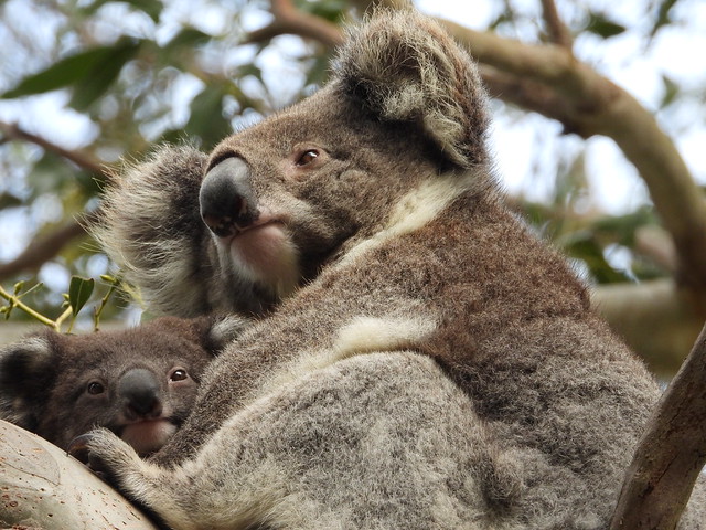 Madre koala con su cría en un árbol en Great Otway National Park (Australia)