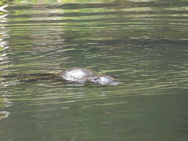 Ornitorrinco en Lake Elisabeth (Estado Victoria, Australia)