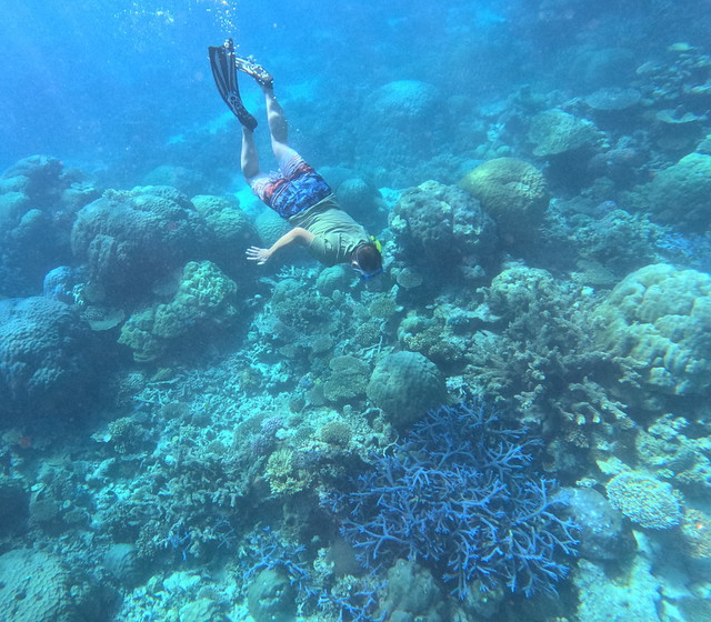 Sele buceando en la Gran Barrera de Coral (Australia)