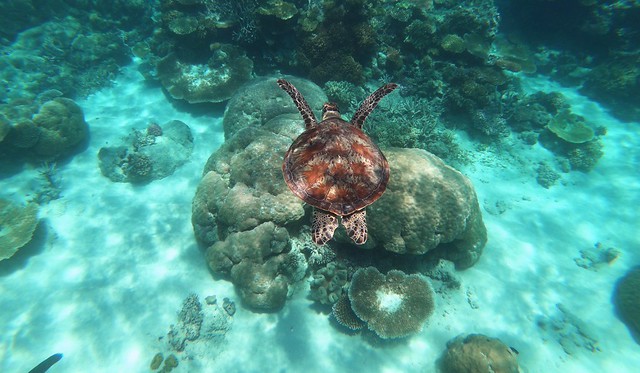 Tortuga marina en la Gran Barrera de Coral (Australia)