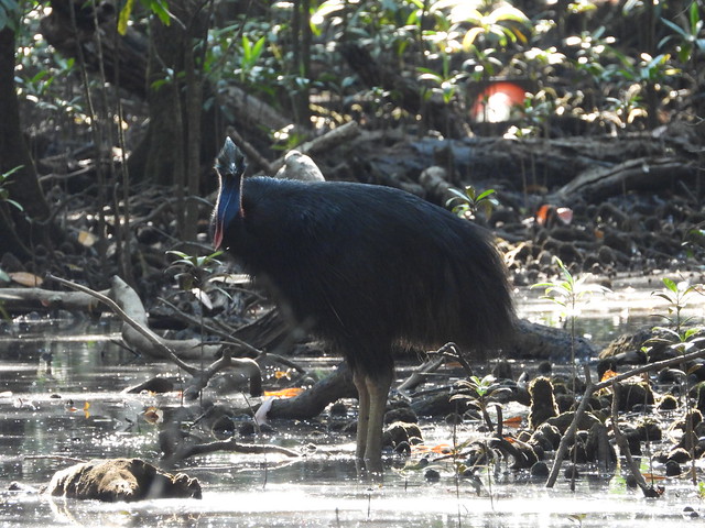 La primera vez que vimos un casuario en Madja Boardwalk (Daintree Forest, Queensland, Australia)