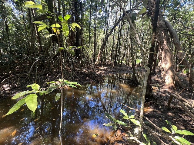 Bosques de Daintree en North Queensland (Australia)