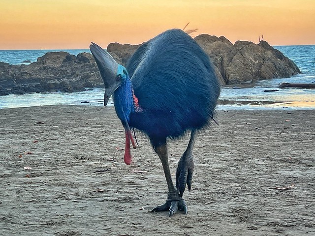 Casuario en Etty Bay Beach (Queensland, Australia)