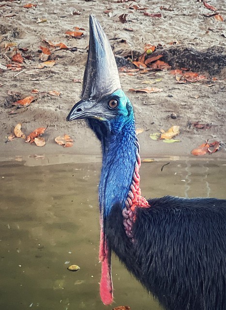 Casuario en Etty Bay Beach (Queensland, Australia)