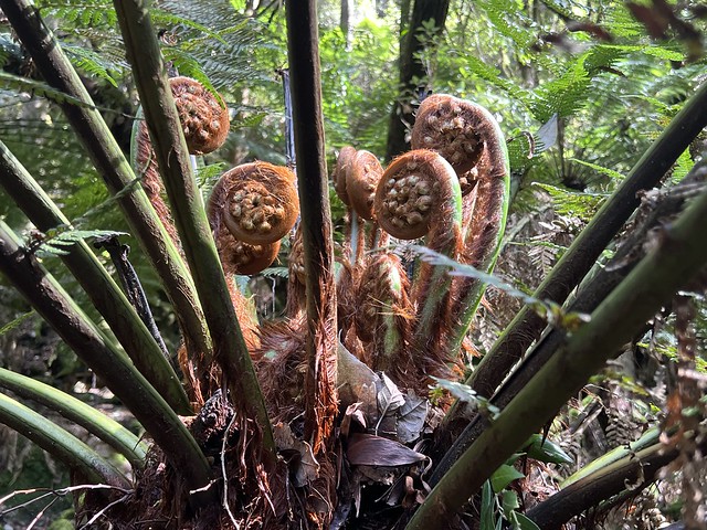 Detalle helechos en Mount Field National Park (Tasmania, Australia)