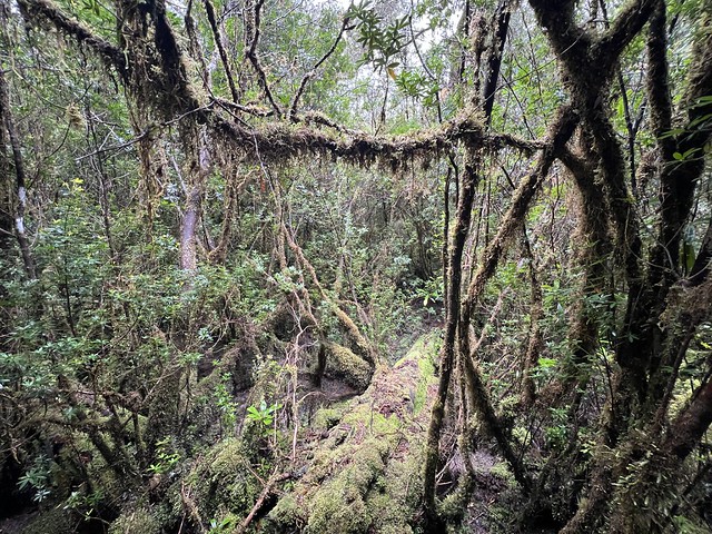 Los bosques más profundos a orillas del río Gordon en Tasmania