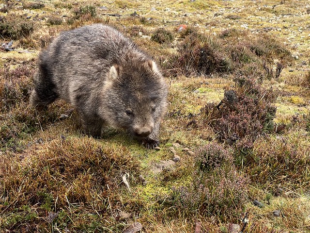 Wombat en acción en Cradle Mountain National Park (Tasmania)