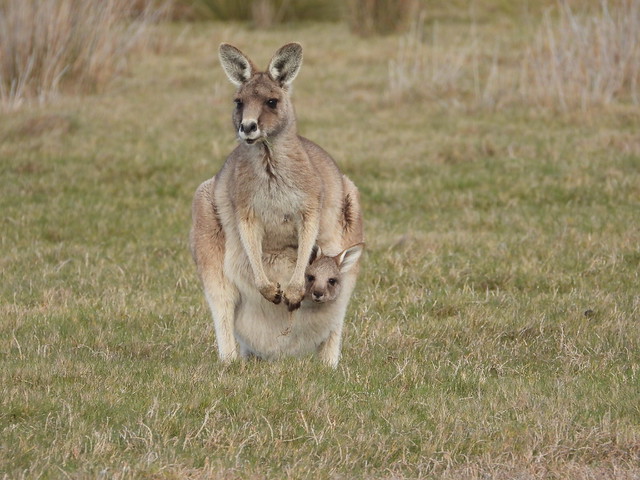 Hembra de canguro con su cría (Narawntapu National Park, Tasmania)