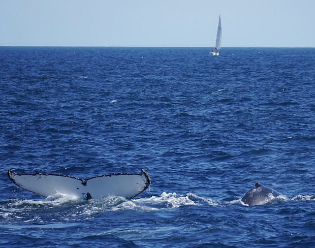Ballenas en la Bahía de Sídney (Australia)