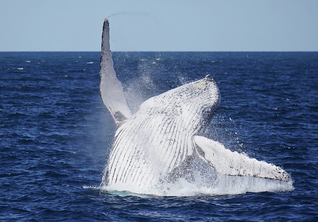 Ballena jorobada saltando en la Bahía de Sídney (Australia)