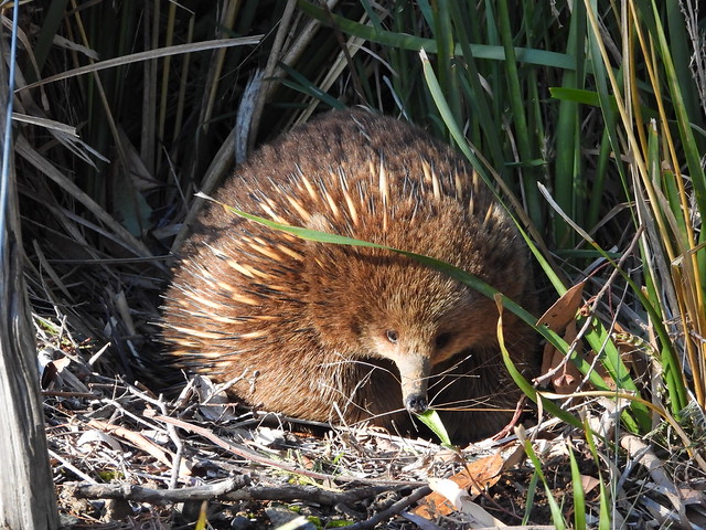 Equidna en Tasmania (Australia)
