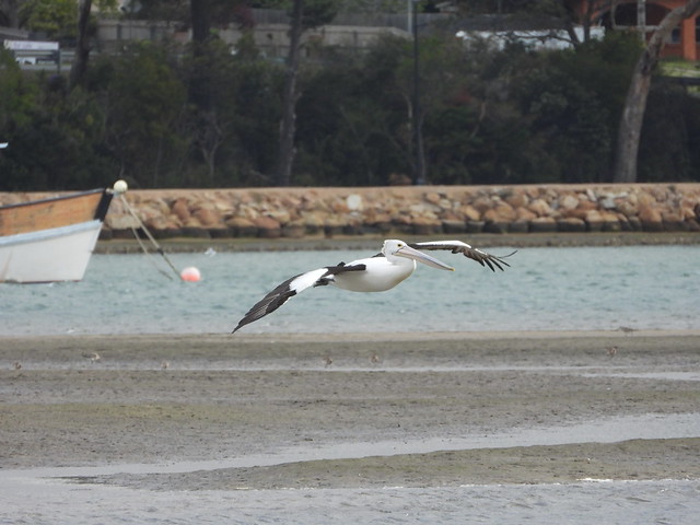 Pelícano volando en Tasmania