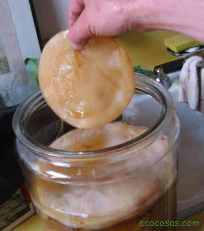 Kombucha: Guía Completa 2025 - Beneficios, Propiedades y Receta 4 kombucha propiedades