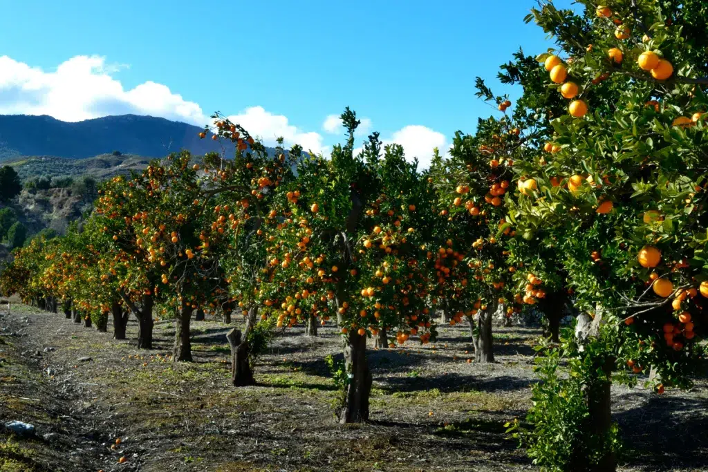 Naranjos en el valle de Lecrín, Granada