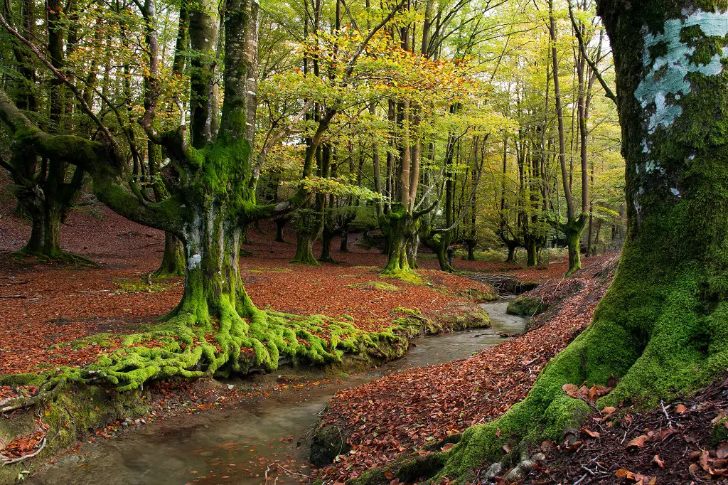 Hayedo de Otzarreta, Vizcaya